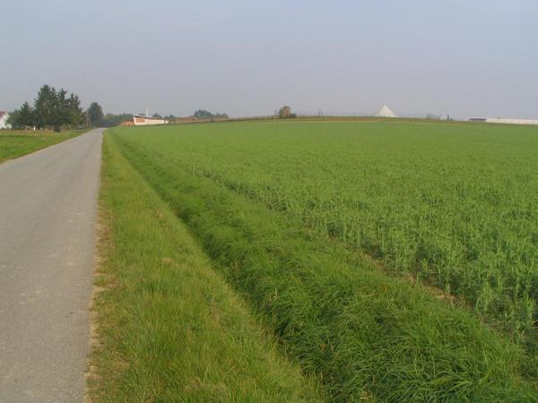 Unauffällig in der Landschaft
Von links nach rechts: Fernwärme Strem mit 2 * 500 kWh Gasmotoren. Das Gaszelt vom Nebenfermenter, der Fahrsilo. Der Rest der Anlage ist abgesenkt gebaut und fällt nicht auf.