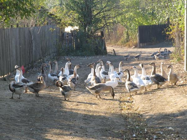 Gänse Freilandhaltung
Auf dem Zufahrtsweg zum Bauernhof meiner Schwiegereltern in einem Dorf nahe Birlad in Rumänien sind jede Menge Gänse. Stall haben die keinen, nur einen Unterstand.