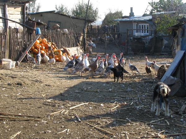 Truthähne ohne Stall
Gerade wurde in Österreich die Freilandhaltung wegen der Vogelgrippe verboten. Doch hier in Rumänien ist Freiland Vogelhaltung allgegenwärtig.